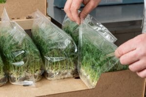 Understanding Microgreens Packaging Needs