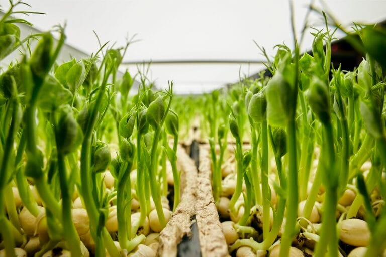 A dense stand of pea shoots growing in a tray, thick pale stems crowded together under curling tendrils and rounded leaves.