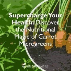 Carrot Microgreens Nutrition