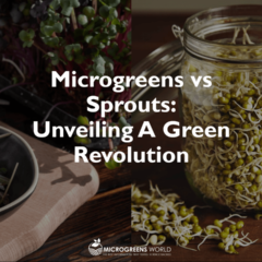Microgreens vs Sprouts