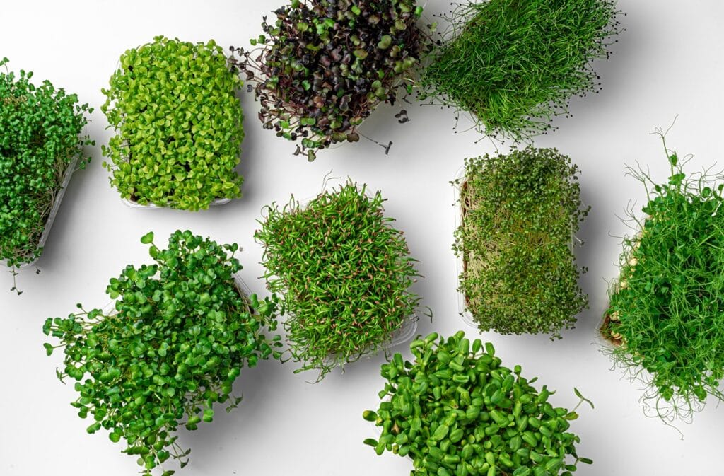 Trays of radish, pea, sunflower and brassica microgreens photographed from above