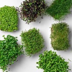 Variety of fresh microgreens on white background.