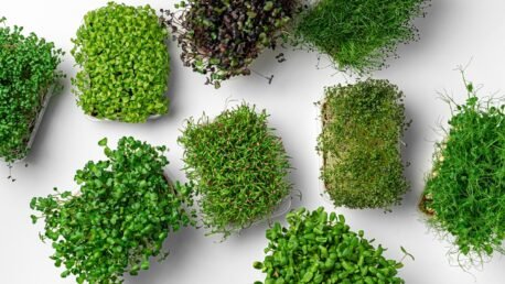 Variety of fresh microgreens on white background.