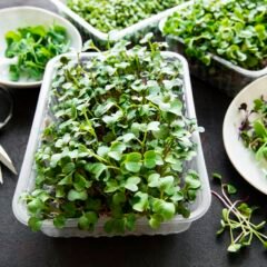 Fresh microgreens in plastic containers with scissors.