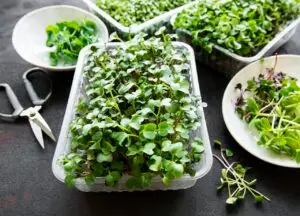 Fresh microgreens in plastic containers with scissors.