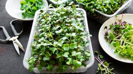 Fresh microgreens in plastic containers with scissors.