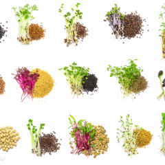 Types of Microgreens: Variety of colorful microgreens and their seeds isolated on white background.