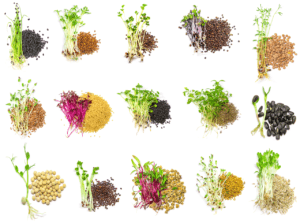 Types of Microgreens: Variety of colorful microgreens and their seeds isolated on white background.