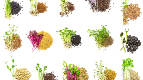 Types of Microgreens: Variety of colorful microgreens and their seeds isolated on white background.