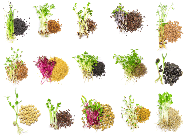 Are Microgreens More Nutritious? (Up to 40x the Data)