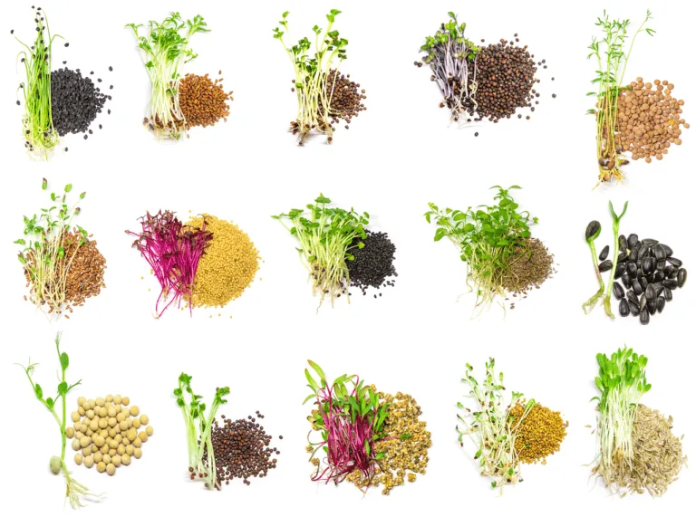 Types of Microgreens: Variety of colorful microgreens and their seeds isolated on white background.