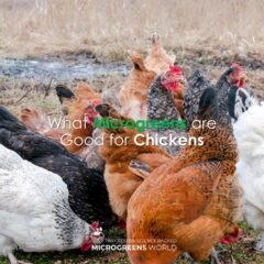 Chickens outdoors; article on microgreens benefits for poultry.