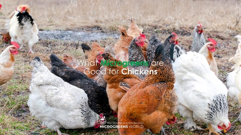 Chickens outdoors; article on microgreens benefits for poultry.