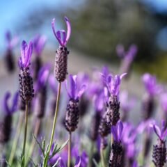 Purple lavender flowers in bloom.