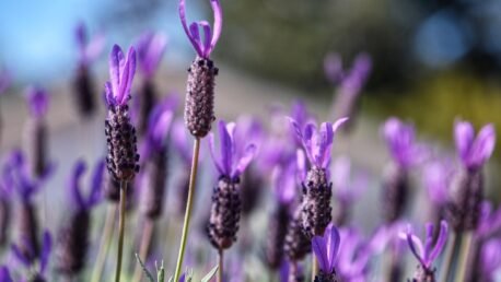 Purple lavender flowers in bloom.