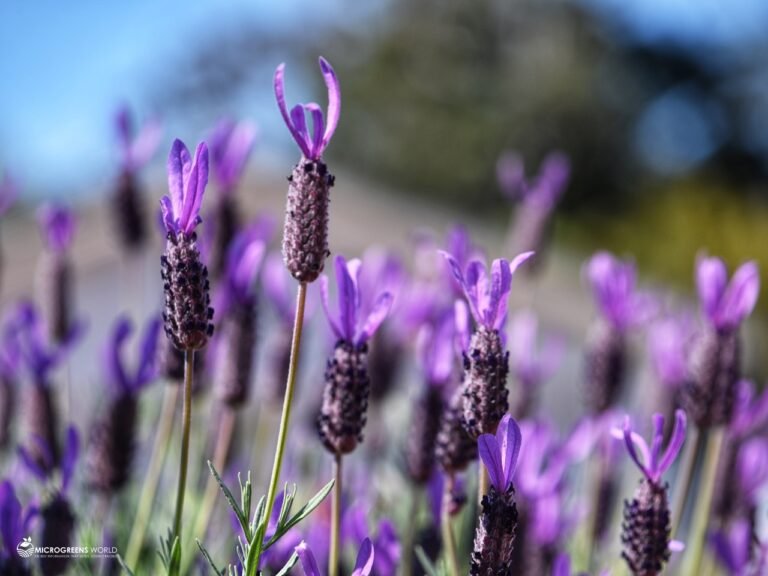 Purple lavender flowers in bloom.