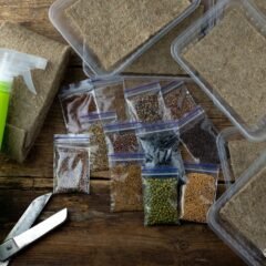 Microgreens growing kit on wooden surface.
