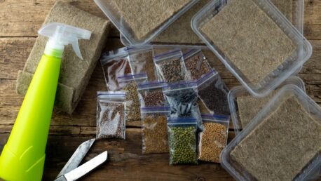 Microgreens growing kit on wooden surface.