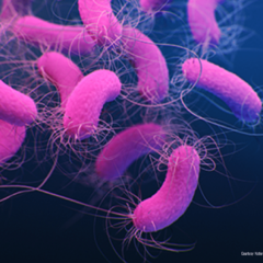 New NIH Study: 3D illustration of pink bacteria with flagella.