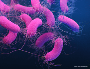 New NIH Study: 3D illustration of pink bacteria with flagella.