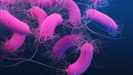 New NIH Study: 3D illustration of pink bacteria with flagella.