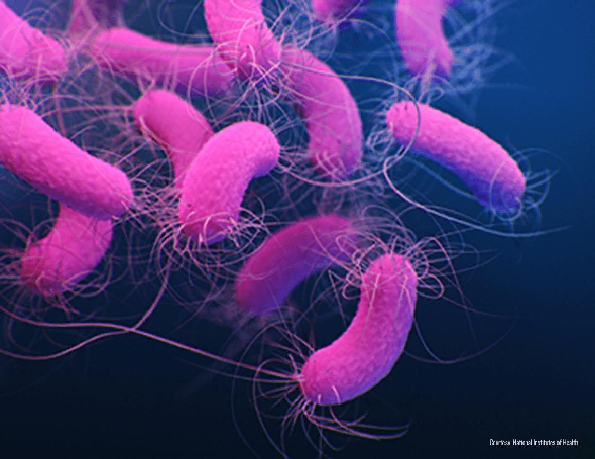 New NIH Study: 3D illustration of pink bacteria with flagella.