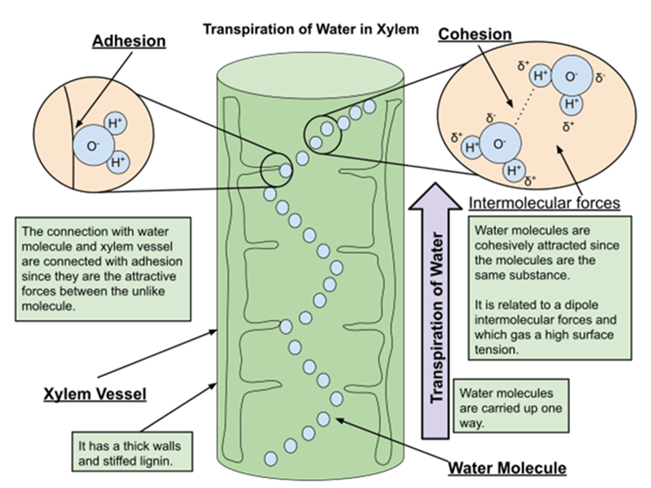 Diagram: Cohesion-Adhesion-Tension Theory