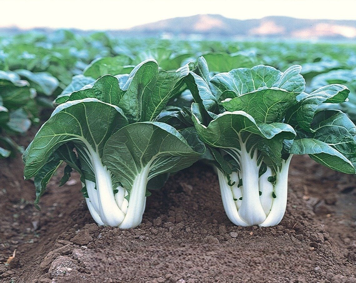 Lush green mature bok choy growing in a cultivated farm