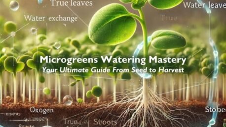 The process of evapotranspiration in microgreens