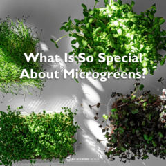 Four containers of a variety of bright green microgreens on a white background