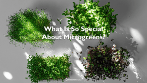 Four containers of a variety of bright green microgreens on a white background