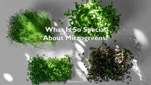 Four containers of a variety of bright green microgreens on a white background