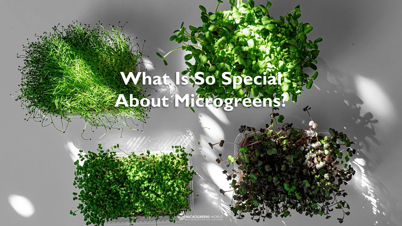 Four containers of a variety of bright green microgreens on a white background
