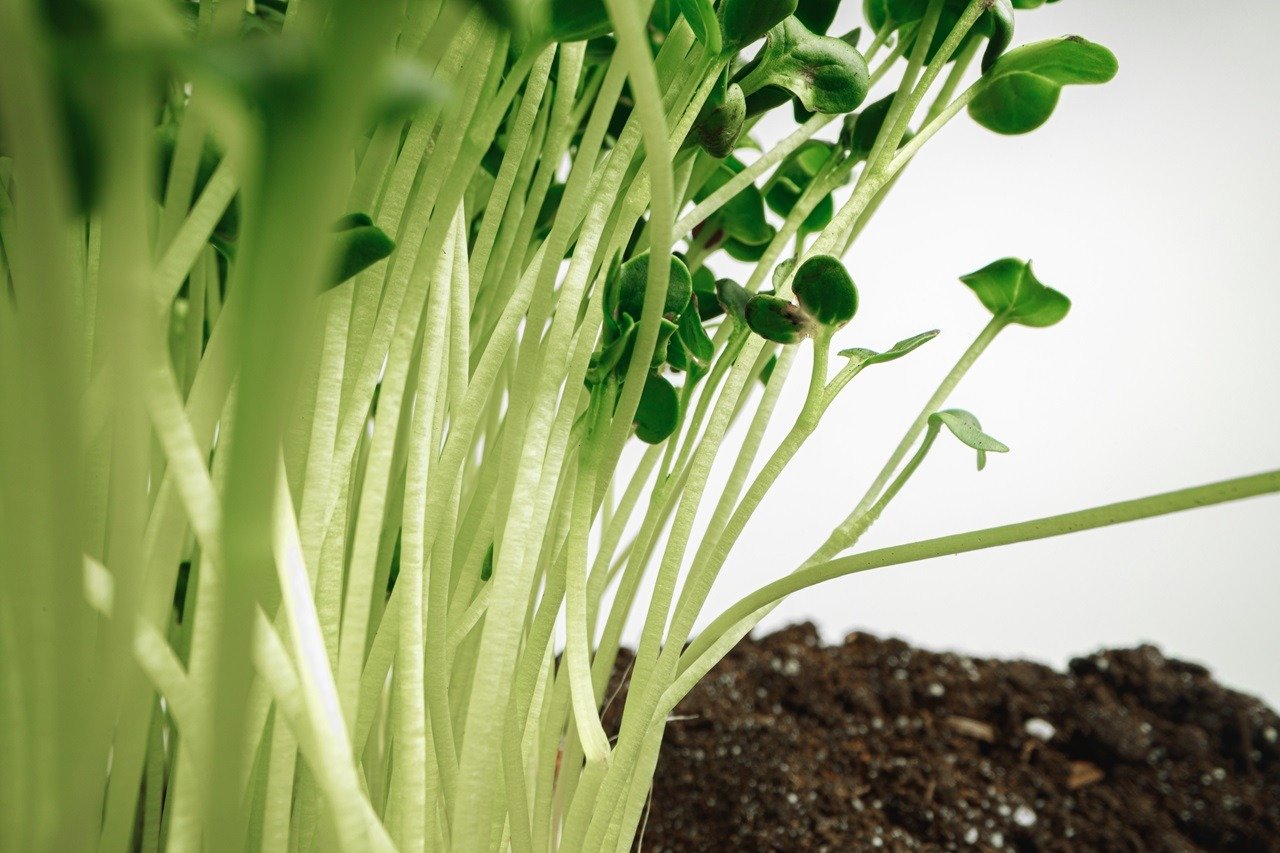 Young sprouts of bok choy microgreen plant close up, macro