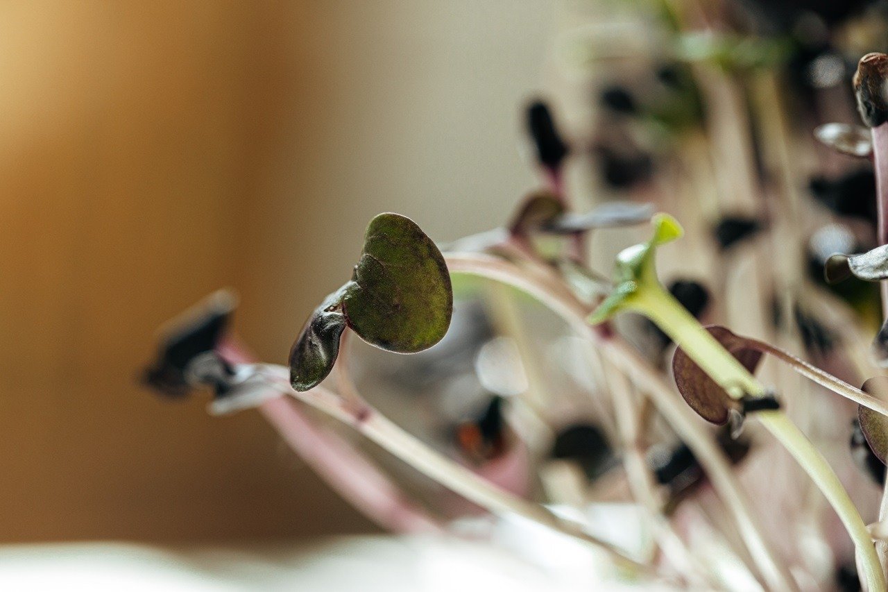 Close-up of young green sprouts of microgreens