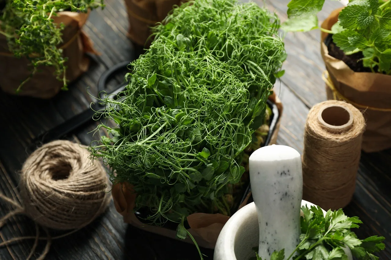 Different microherbs, jute twine, scissors and mortar on wooden table