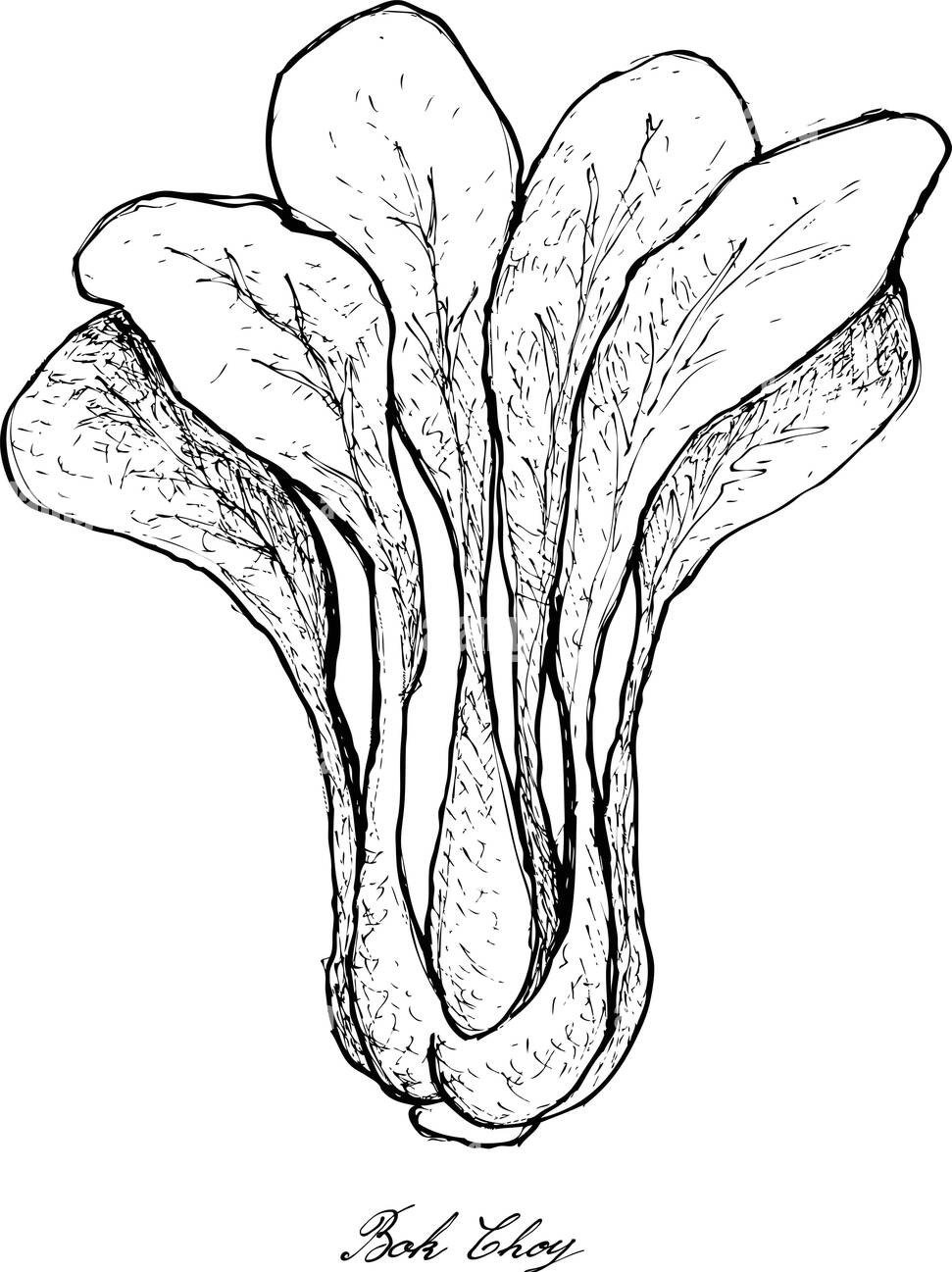 Hand-drawn illustration of green bok choy