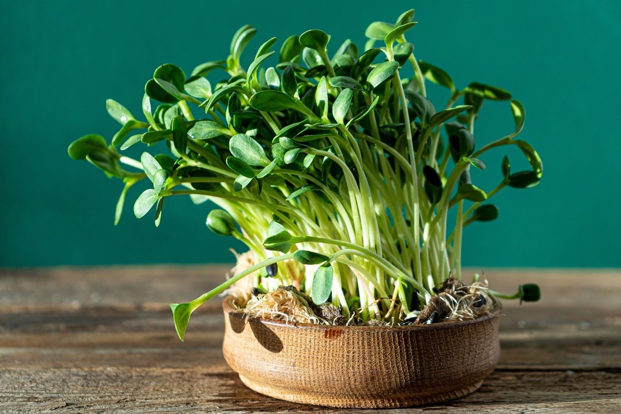 Growing micro green. Sunflower leaves. Germinating seeds for vegan eco food. House garden on the table. Organic friendly concept. Urban farm. Copy space. Sunflowers seeds. Microgreen food