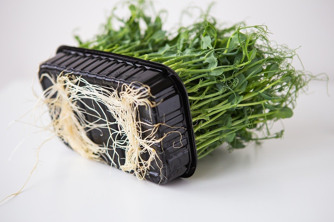Pea microgreen sprouts. Raw sprouts, microgreens, healthy food concept. Tasty and healthy. Bottom view with roots.