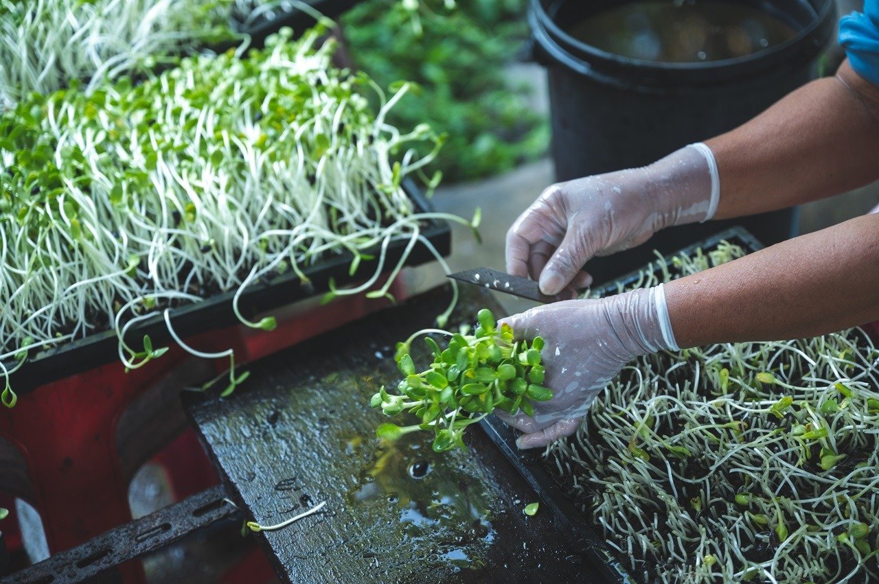 A pair of gloved hands harvesting (and washing) healthy micro herbs