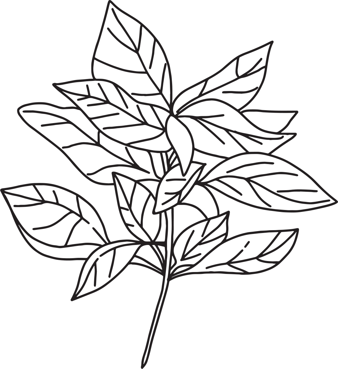 Hand etching of a basil sprig
