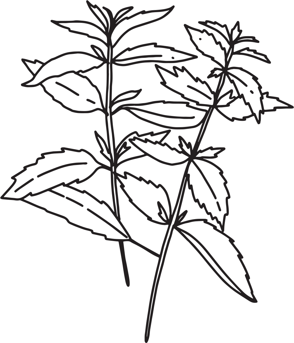 Hand etching of a mint sprig