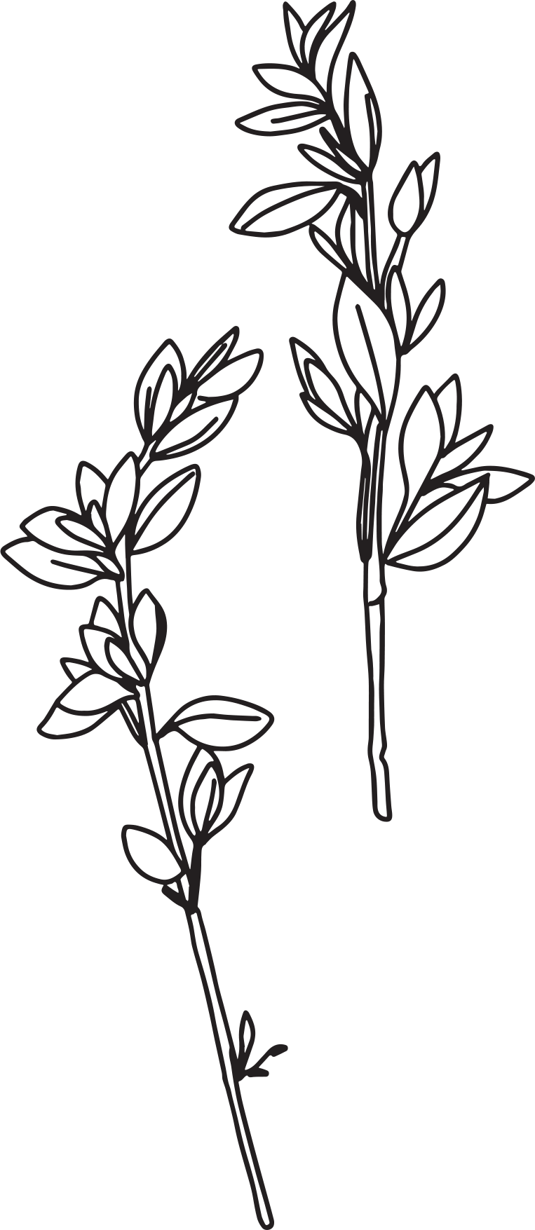 Hand etching of a oregano sprig