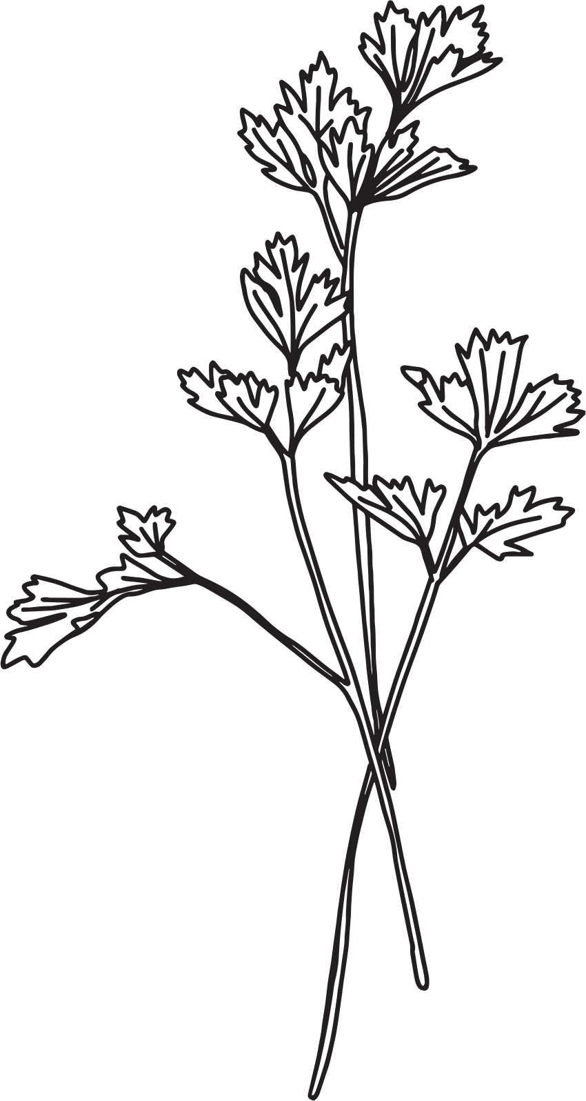 Hand etching of a parsley sprig