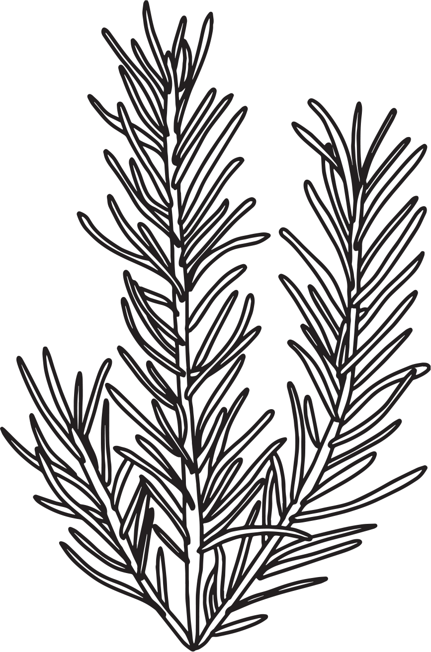 Hand etching of a rosemary sprig