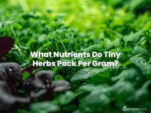 A vibrant close-up of a variety of fresh micro herbs, showcasing their vivid green hues and delicate, intricate leaves, with droplets of water highlighting their freshness and nutrient-rich quality.