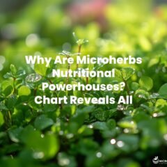A vibrant close-up of diverse, colorful microherbs, glistening with dew, in a lush, green garden setting, highlighting their freshness and vitality against a soft, morning light background.