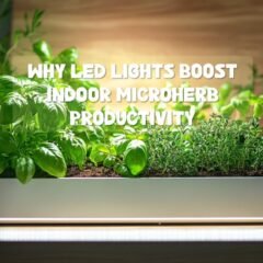 A lush, indoor herb garden with vibrant green basil, rosemary, and thyme plants thriving under the glow of soft white LED grow lights