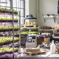 Sunlit indoor workspace with stacked metal growing racks, vibrant microgreens in black trays, measuring equipment, LED grow lights, misting bottles, and natural wood packaging materials arranged professionally