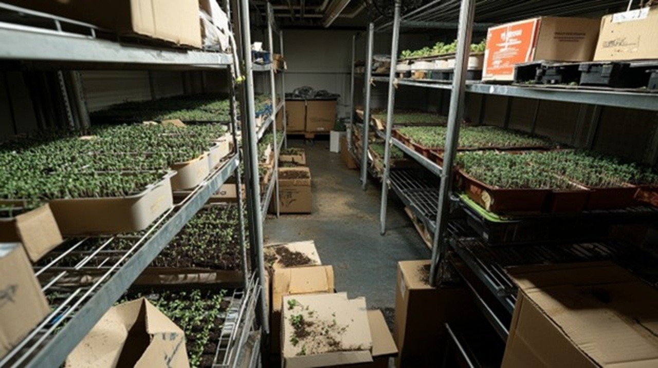 Wilted microgreens on metal shelving, overwatered trays with mold patches, overcrowded seedlings stretching for light, empty shipping boxes scattered nearby, dim grow lights hanging unevenly above sparse growing racks.